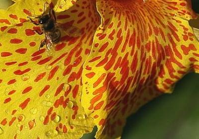 花开半夏经典语录(必备60句)