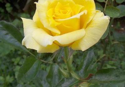 蓝忘机经典语录(精选41句)