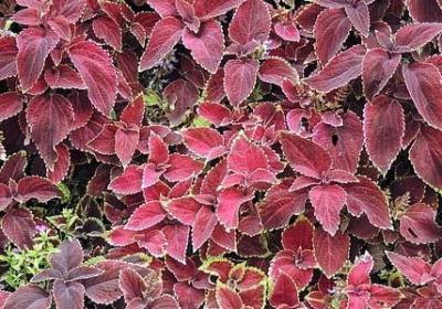 花木兰经典语录(推荐69句)