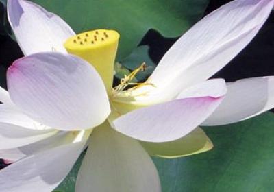 蒋方舟的经典语录(共90句)