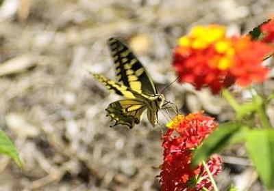 路飞经典语录(必备40句)