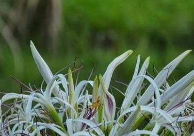 茄子经典语录(推荐60句)