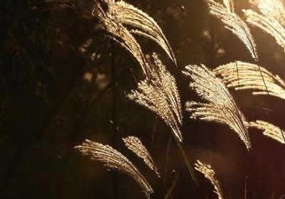 荣格经典语录(必备40句)