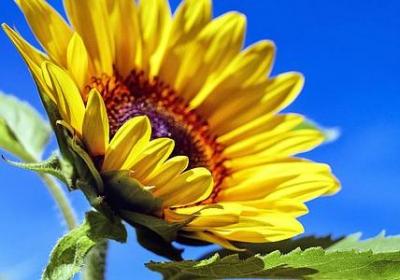 赤名莉香经典语录(优选40句)