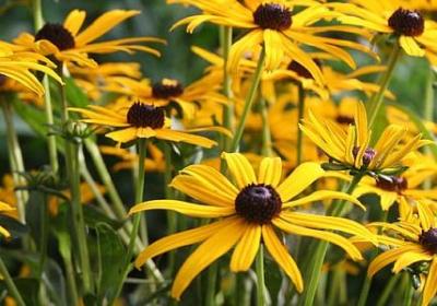 花与生活的经典语录(推荐50句)