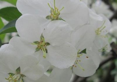 莎士比亚经典语录英文(通用20句)