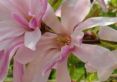 跛豪经典语录(共60句)