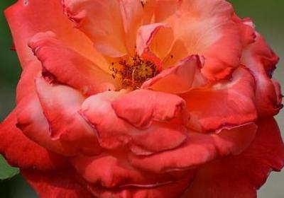 诗人贺炜经典语录(优选50句)