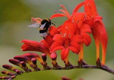 茶的经典语录(推荐50句)