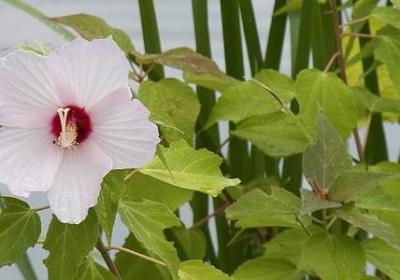 花园宝宝经典语录(实用50句)