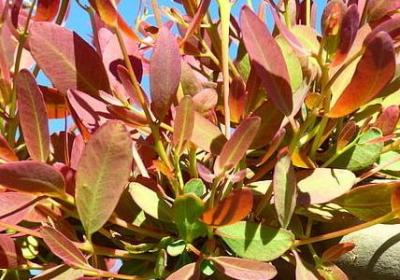 蜡笔小新语录经典语录(热门60句)