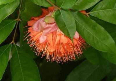 苔丝经典语录(汇总50句)