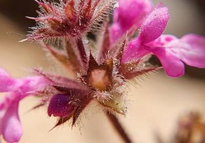 评价李白的经典语录(共50句)