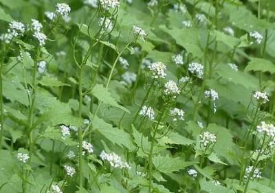 跟着心走经典语录(必备50句)