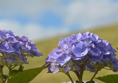 著名幼儿教育经典语录(优选50句)