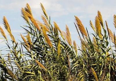 读书的经典语录(通用40句)