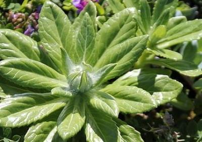 荀子经典语录(实用80句)