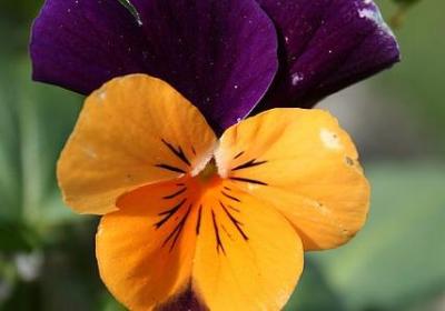 花的经典语录(推荐77句)