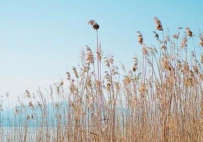 苏菲玛索经典语录(精选20句)