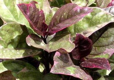 藏海花经典语录(共11句)