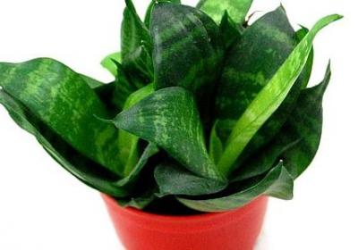 董明珠的经典语录(推荐40句)