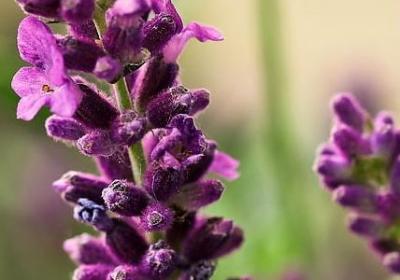 萧红经典语录(精选20句)