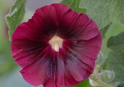 说大嘴巴的人经典语录(汇总70句)