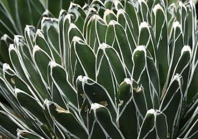 评价红楼梦的经典语录(共12句)