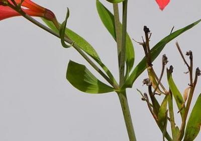 躁动的心的经典语录(精选40句)