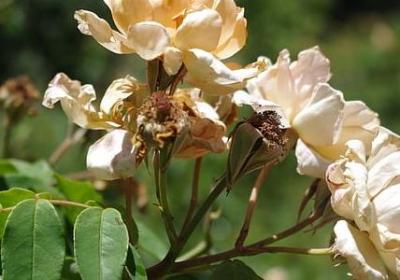 起床困难户的经典语录(推荐69句)