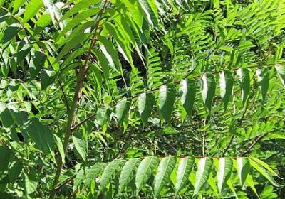 谁愿颠沛流离经典语录(热门99句)