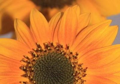 西厢记经典语录(推荐60句)