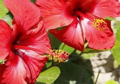 足球解说员经典语录(必备40句)