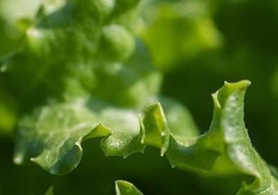 茨威格经典语录(实用39句)