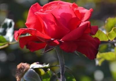 西方哲学经典语录(共50句)