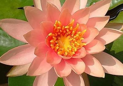 谢谢你离开我经典语录(优选40句)