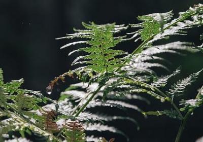 赞美画家的经典语录(必备40句)