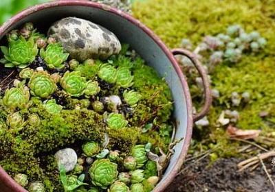 西班牙三棵树经典语录(优选20句)