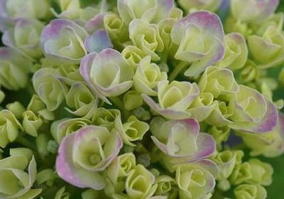 英文经典语录(优选38句)