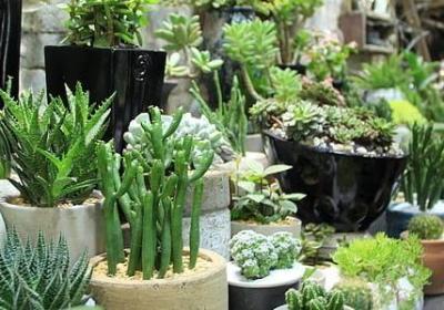 贾宝玉说的经典语录(共70句)