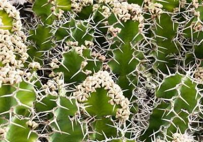 被嫌弃的松子的一生经典语录(热门50句)