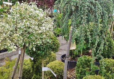 航海王经典语录(优选50句)