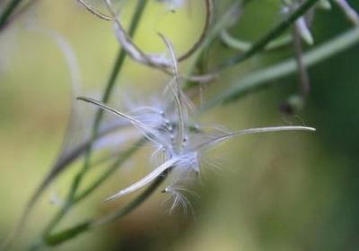 赞美扬州的经典语录(必备50句)