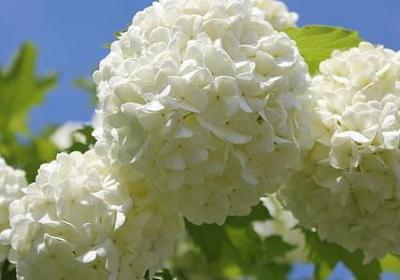 蜗居宋太太经典语录(40句)