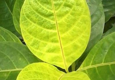 莲花安妮宝贝经典语录(优选60句)