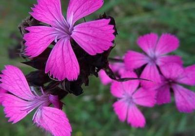 败家的女人经典语录(必备50句)