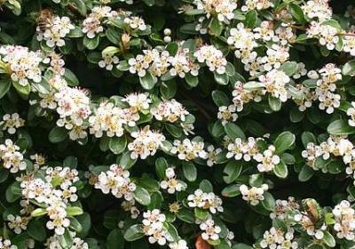 表白的经典语录(汇总60句)