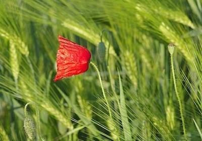 莫言经典语录人生感悟(推荐40句)