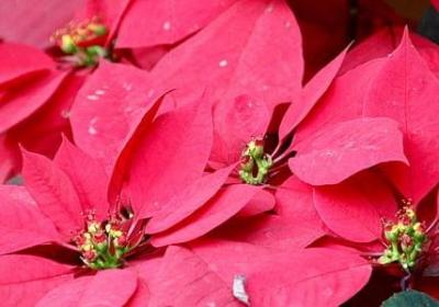 蜘蛛经典语录(共60句)