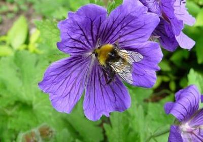 荷塘月色经典语录(精选60句)